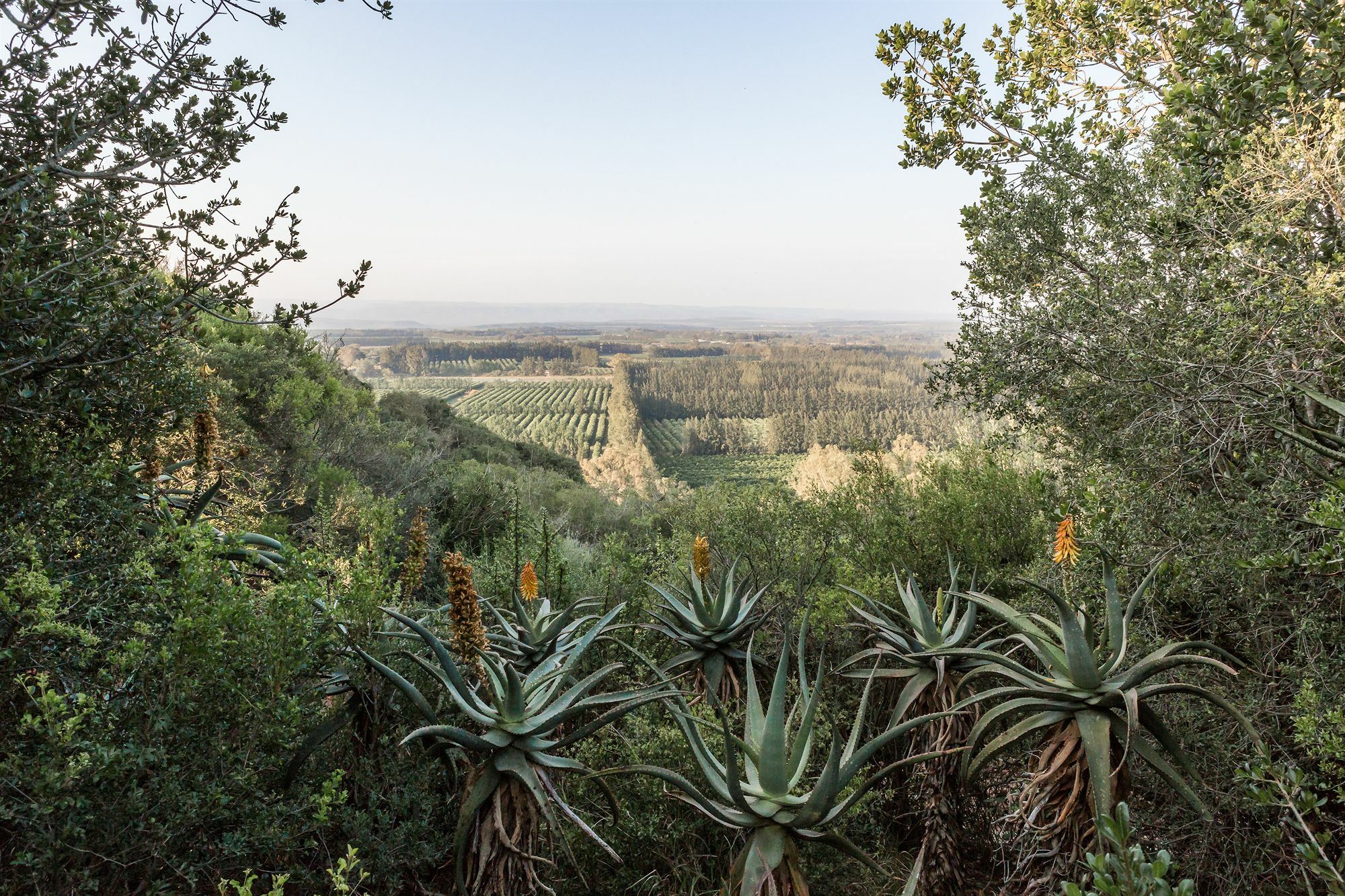 Hitgeheim Country Lodge Addo Eksteriør billede